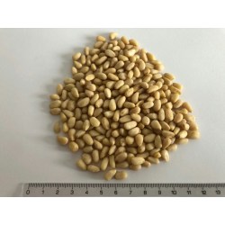Pinie 1000g