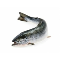 Losos filet s kůží chlazený TRIM D 1,7–2,0 NA LEDU - CIP cena