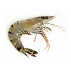Krevety Black Tiger celé syrové 16/20 - 1000g