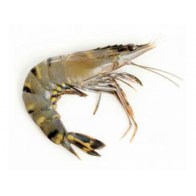 Krevety Black Tiger celé syrové 16/20 - 1000g